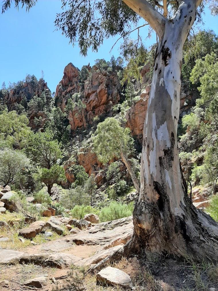 Flinders Ranges hero image