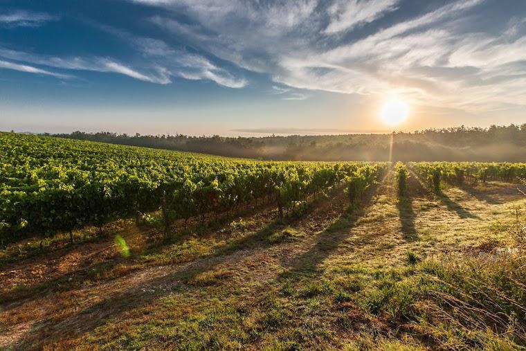 Barossa Valley hero image